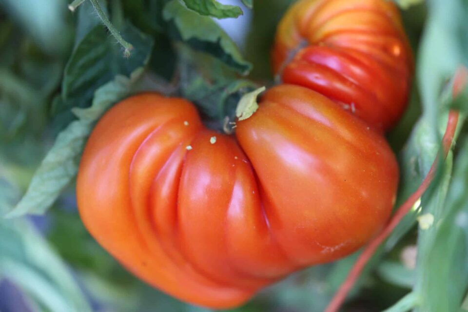 Traditionelle big huge orange tomato samen ideal für backyard gardens