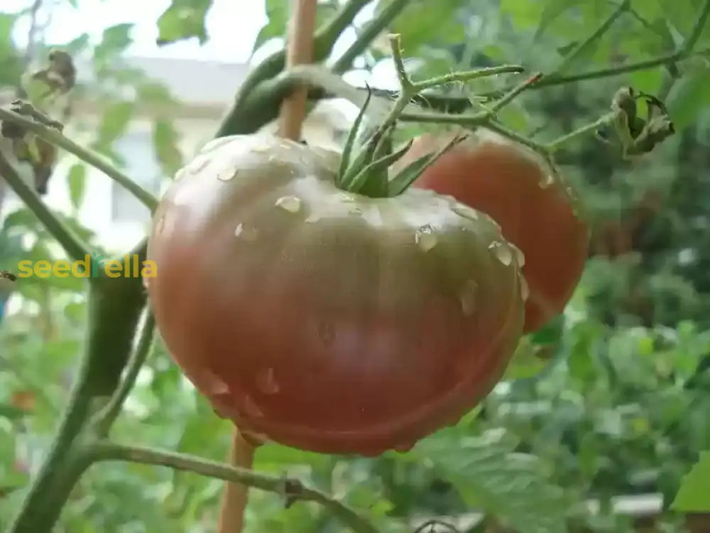Traditionelle schwarze brown tomato samen suitable für warm season aussaat