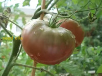 Traditionelle schwarze brown tomato samen suitable für warm season aussaat