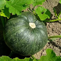 Traditionelle schwarze pumpkin pflanzen in sunlight