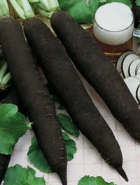 Traditionelle schwarze radish samen ideal für spring and fall aussaat