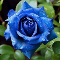 Heirloom blau rose samen for elegant anpflanzung
