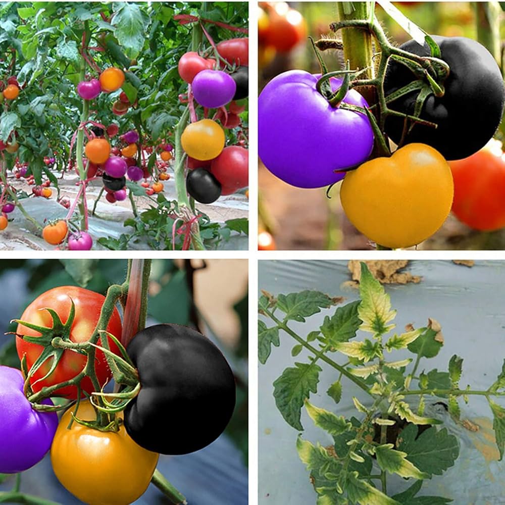Small to medium traditionelle blue-lila tomatoes on vine