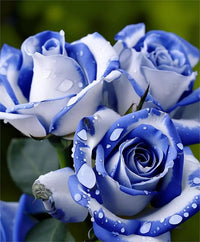 Heirloom blau and weiß rose blume samen for landscapes