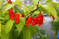 Traditionelle breath chilli samen für aussaat