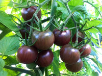 Traditionelle brown tomato samen ideal für backyard and container gardens