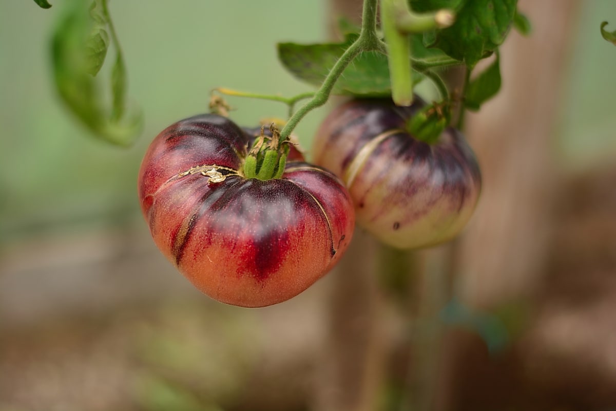 Traditionelle brown and gelbe tomato samen ideal für backyard gardens