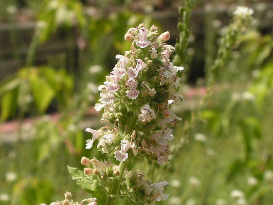 Heirloom Catnip Samen Nepeta cataria
