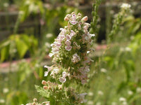 Heirloom Catnip Samen Nepeta cataria