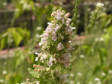Heirloom Catnip Samen Nepeta cataria