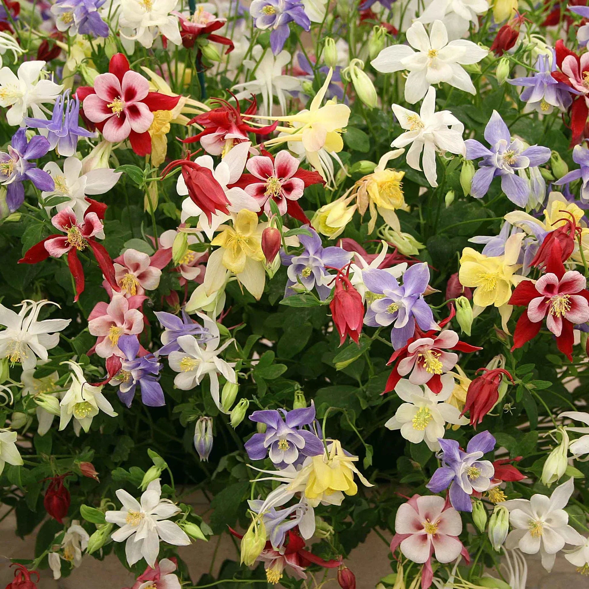 Heirloom columbine garten samen with mixed colors