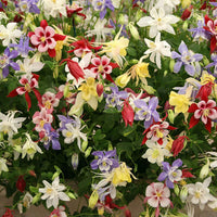 Heirloom columbine garten samen with mixed colors