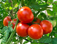 Traditionelle dar zavolzhzhya tomato samen für aussaat