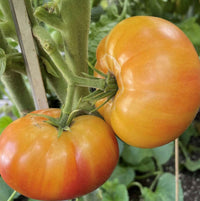 Traditionelle dark orange tomato samen für garten aussaat