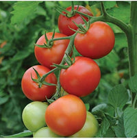 Traditionelle dark red tomato samen ideal für backyard and container gardens