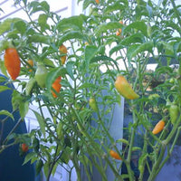 Traditionelle augustine minorcan datil pepper samen für aussaat