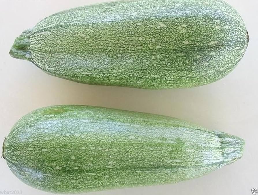 Traditionelle gray zucchini samen für home gardens