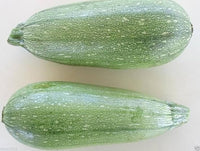 Traditionelle gray zucchini samen für home gardens
