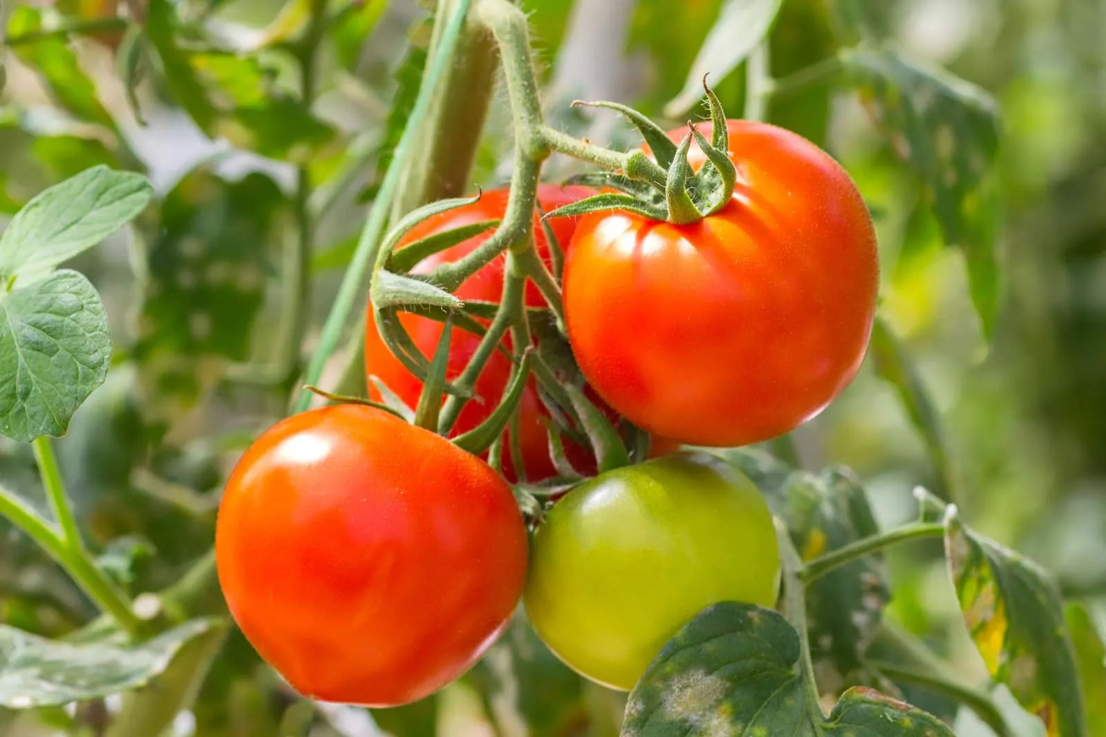 Traditionelle grüne and red tomato samen ideal für backyard gardens