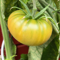 Medium-große traditionelle grüne tomatoes on vine