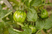 Medium grüne-striped traditionelle tomatoes on vine