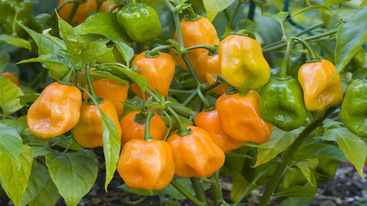 Traditionelle habanero chili samen für aussaat