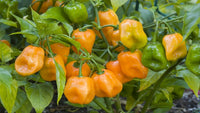 Traditionelle habanero chili samen für aussaat