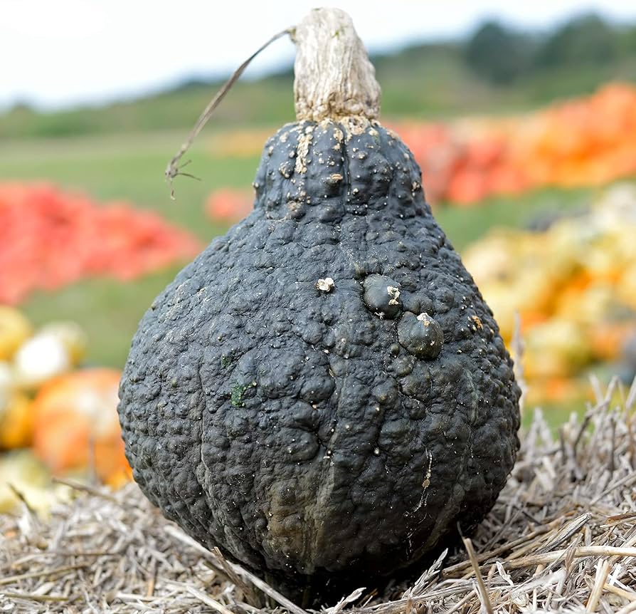 Traditionelle hubbard squash samen für home gardens
