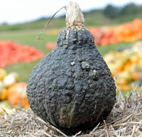 Traditionelle hubbard squash samen für home gardens