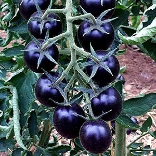 Traditionelle indigo tomato samen für garten aussaat