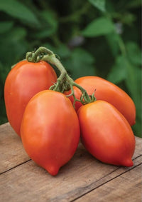 Italienische gelbe traditionelle tomatoes on vine