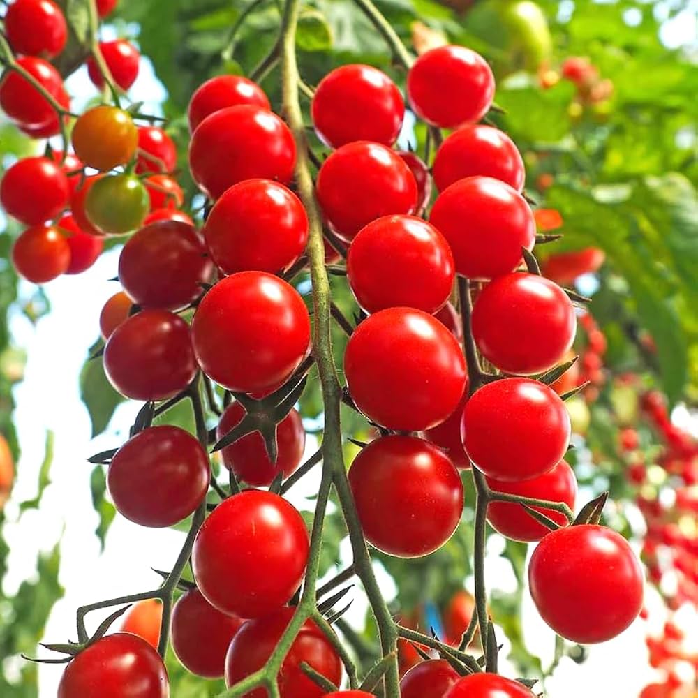 Traditionelle kremenchugskiy tomato samen für aussaat