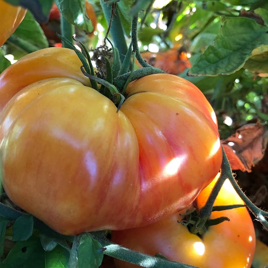 Traditionelle-große-orange-tomatoes