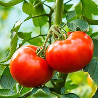 Traditionelle große tomato samen für aussaat