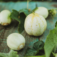 Traditionelle lemon cucumber pflanzen gezogen aus samen