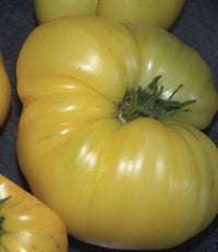 Traditionelle helle gelbe tomato samen für backyard gardens