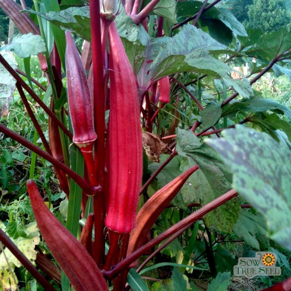 Traditionelle maroon red okra samen ideal für warm-season aussaat