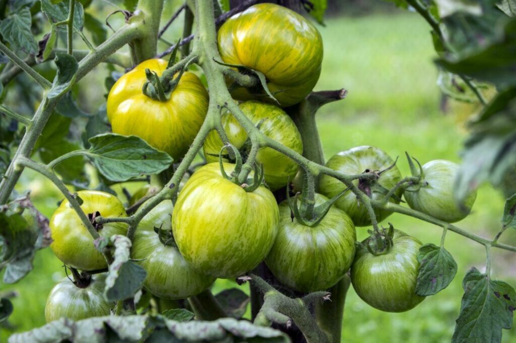 Traditionelle grüne & gelbe tomato samen ideal für gourmet home gardens