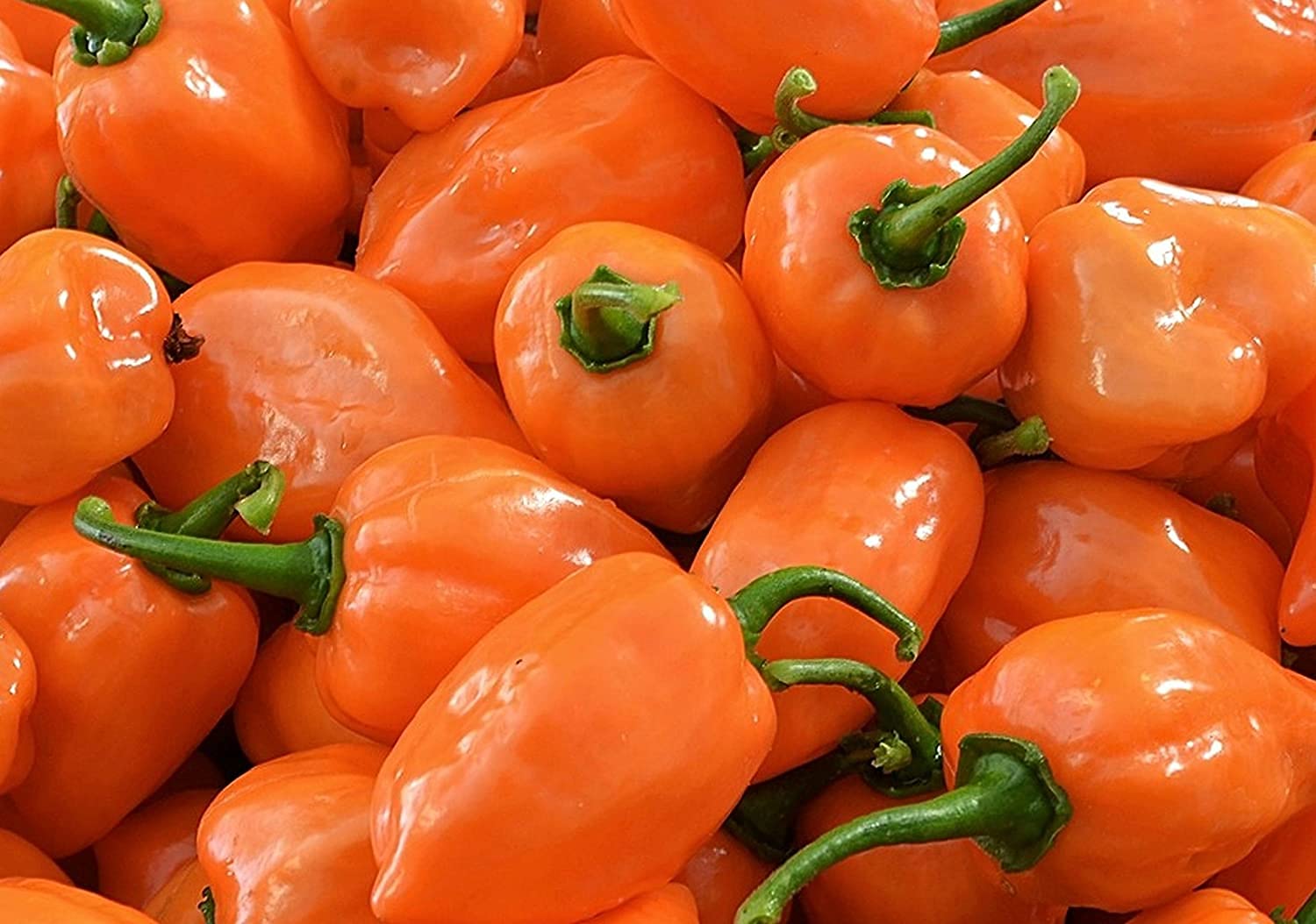 Traditionelle orange pepper samen für home garten aussaat