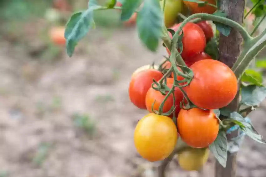 Traditionelle orange tomato samen ideal für backyard gardens