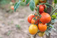 Traditionelle orange tomato samen ideal für backyard gardens