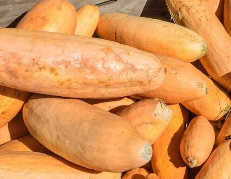 Traditionelle pink banana squash wachsend in garten