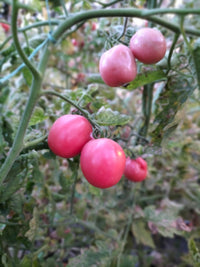 Traditionelle pink tomato samen ideal für backyard gardens