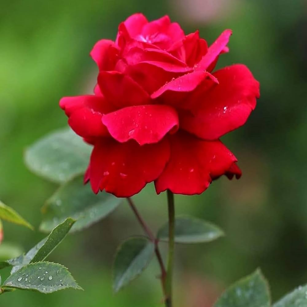 Heirloom rot rose samen for beautiful blumen