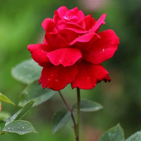 Heirloom rot rose samen for beautiful blumen