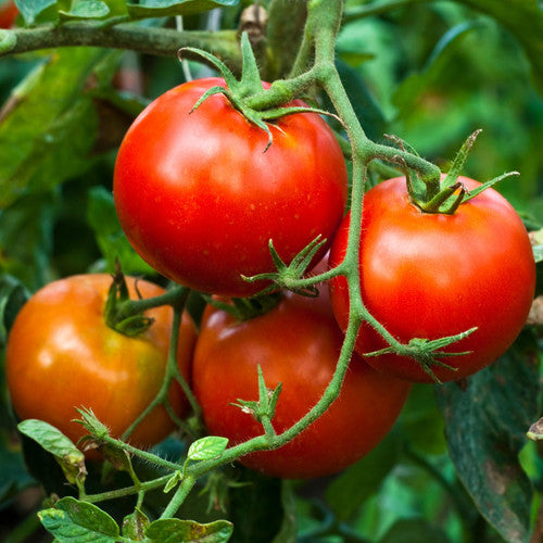 Red peron sprayless traditionelle tomatoes on vine