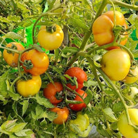 Traditionelle red and gelbe tomato samen ideal für backyard gardens