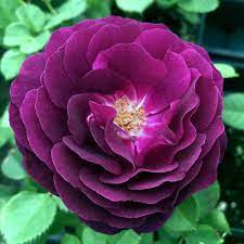 Heirloom rose samen dark violet variety for anpflanzung