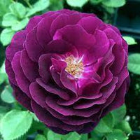 Heirloom rose samen dark violet variety for anpflanzung