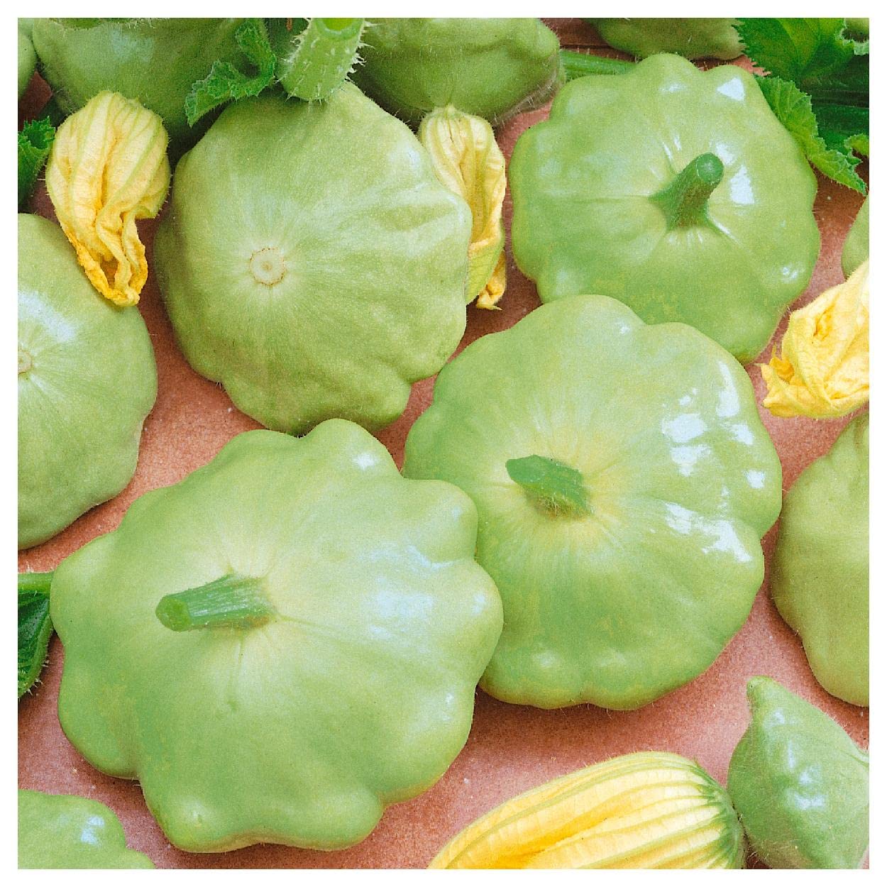 Traditionelle scallop squash samen für home gardens
